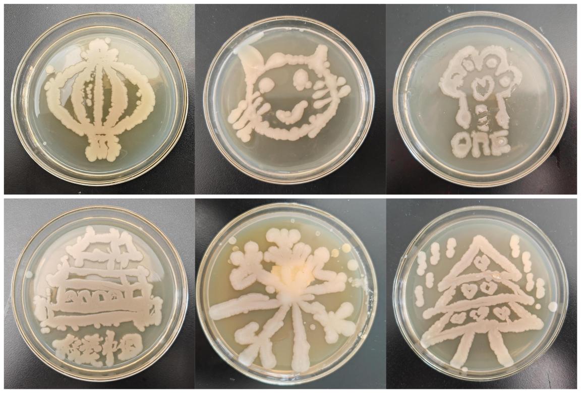 食品工程学院首届“微生物实验技能竞赛”圆满结束